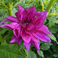 Purple Taiheijo Dahlia
