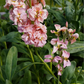 Katz Apricot Stock Seeds online shopping