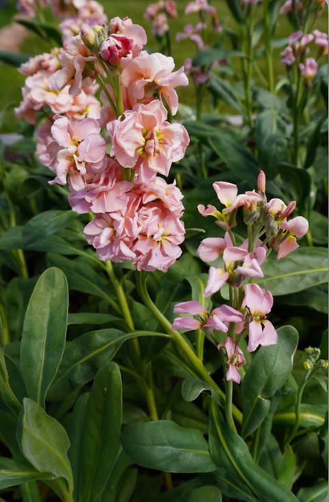 Katz Apricot Stock Seeds online shopping