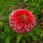 Benary's Giant Carmine Zinnia Seeds online shopping