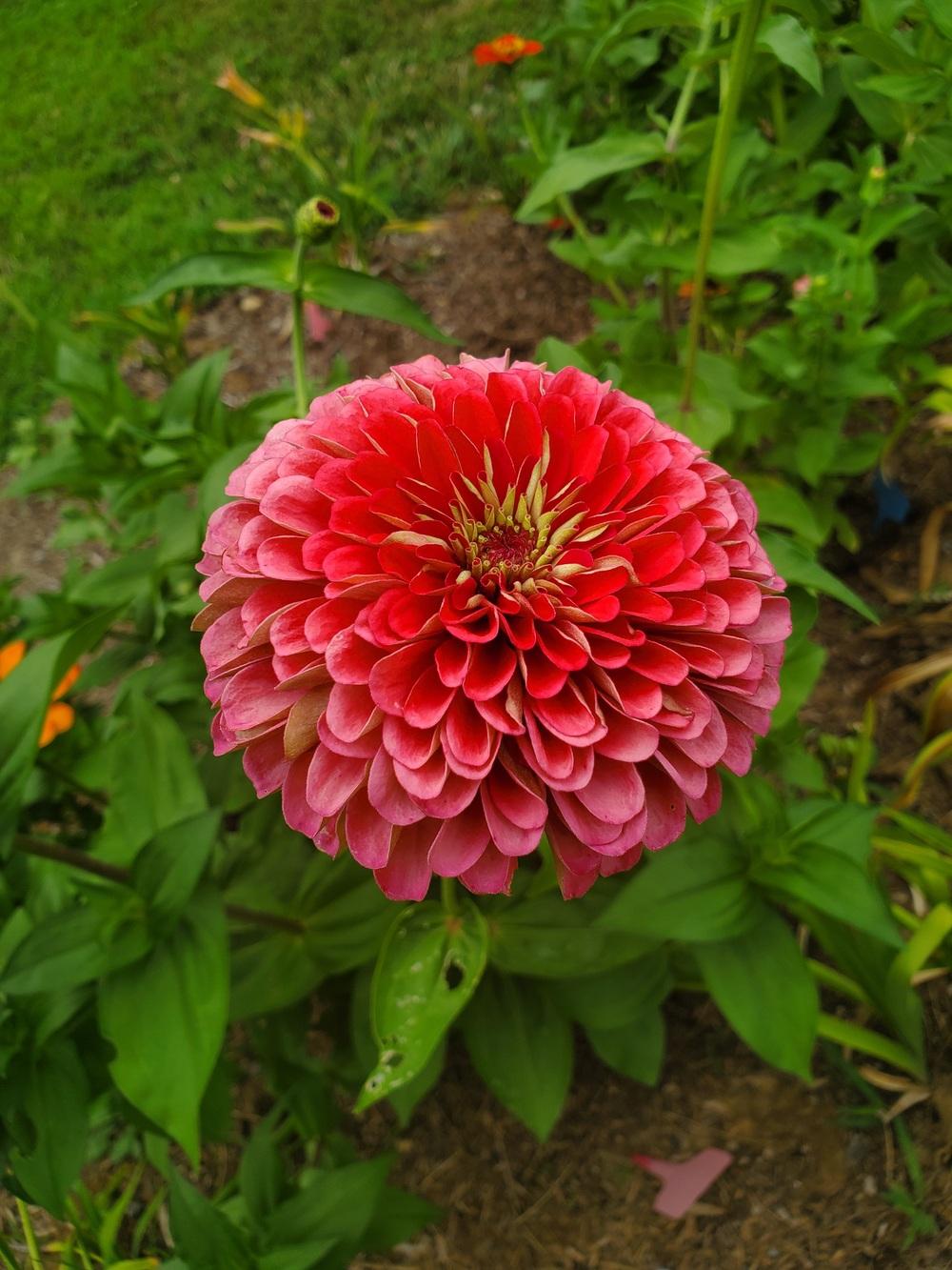 Benary's Giant Carmine Zinnia Seeds online shopping
