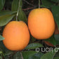 Chapman Nucellar Valencia Orange Budwood citrus plant material online shopping
