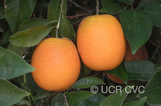Chapman Nucellar Valencia Orange Budwood citrus plant material online shopping