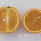 Chapman Nucellar Valencia Orange Budwood citrus plant material online shopping