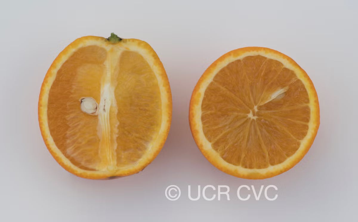 Chapman Nucellar Valencia Orange Budwood citrus plant material online shopping