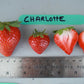 Charlotte Day Neutral Strawberry