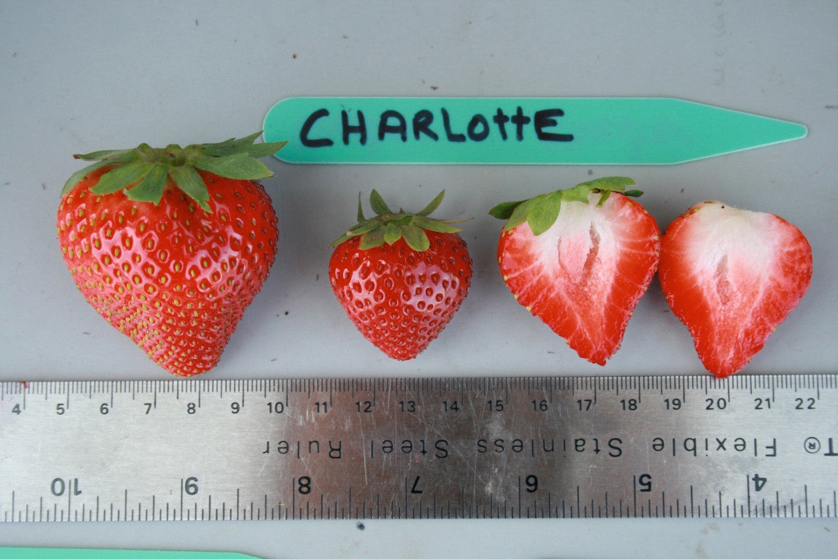 Charlotte Day Neutral Strawberry