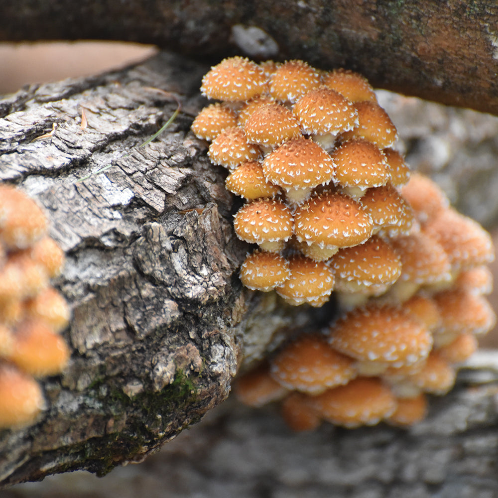 Chestnut Mushroom - Châtaignier