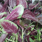 Red Leaf Amaranth Seeds online shopping