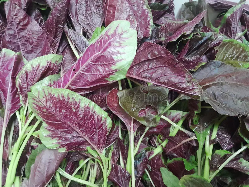 Red Leaf Amaranth Seeds online shopping