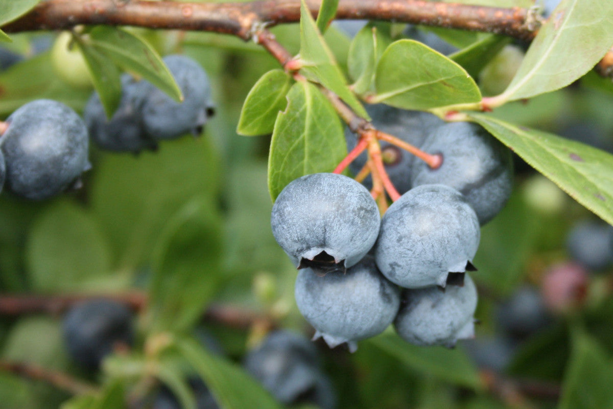 Chippewa Mid Season Highbush Blueberry Plant