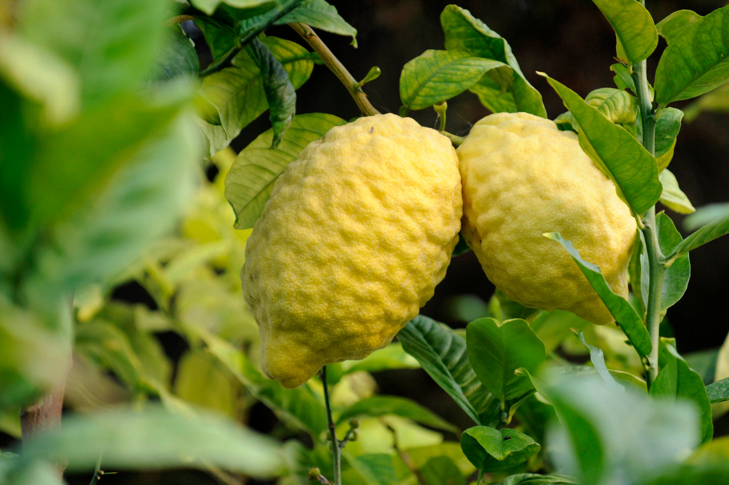 Citrus Trees - Arbres d'Agrumes