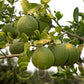 Citrumelo CRC 1452 Trifoliate Hybrid Budwood citrus plant material online shopping