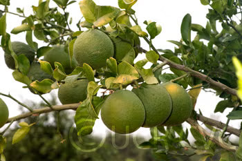 Citrumelo CRC 1452 Trifoliate Hybrid Budwood citrus plant material online shopping