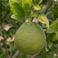 Citrumelo CRC 1452 Trifoliate Hybrid Budwood citrus plant material online shopping