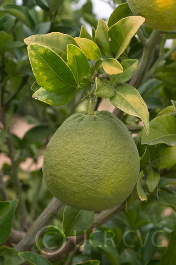 Citrumelo CRC 1452 Trifoliate Hybrid Budwood citrus plant material online shopping