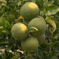 Citrumelo CRC 1452 Trifoliate Hybrid Budwood citrus plant material online shopping
