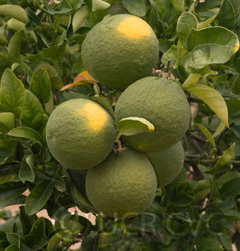 Citrumelo CRC 1452 Trifoliate Hybrid Budwood citrus plant material online shopping