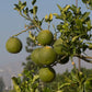 Citrumelo CRC 1452 Trifoliate Hybrid Budwood citrus plant material online shopping