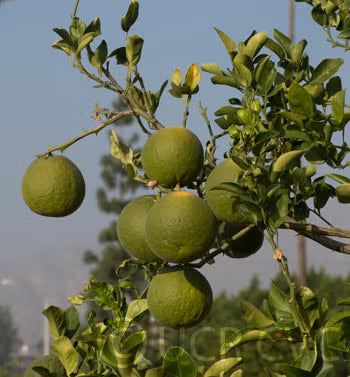 Citrumelo CRC 1452 Trifoliate Hybrid Budwood citrus plant material online shopping