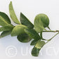 Citrumelo CRC 1452 Trifoliate Hybrid Budwood citrus plant material online shopping