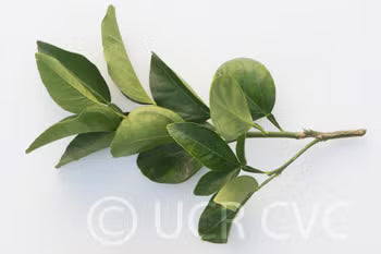 Citrumelo CRC 1452 Trifoliate Hybrid Budwood citrus plant material online shopping