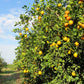 Citrus Trees - Arbres d'Agrumes