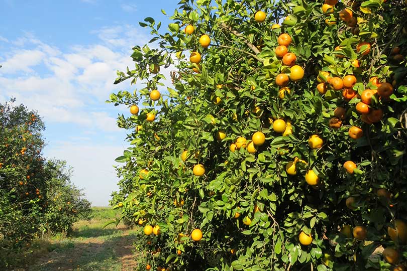 Citrus Trees - Arbres d'Agrumes