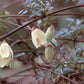 Cirrhosa Balearica Clematis Vine