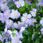 Viticella Blue Angel Clematis Vine