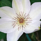 Henryi Clematis Vine
