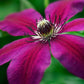 Honora Clematis Vine