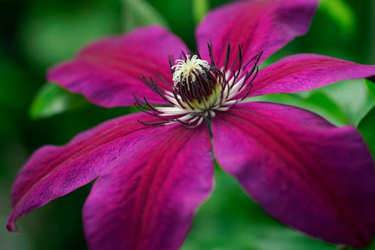 Honora Clematis Vine