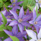 Kathleen Dunford Clematis Vine