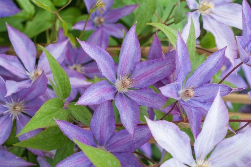 Kathleen Dunford Clematis Vine