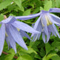 Macropetala Bluebird Clematis Vine