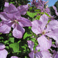 Margaret Hunt Clematis Vine