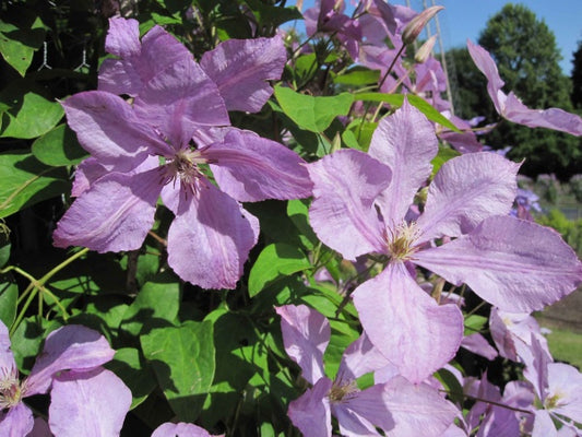 Margaret Hunt Clematis Vine