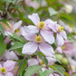 Montana Pink Perfection Clematis Vine