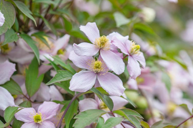 Montana Pink Perfection Clematis Vine