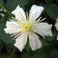 Fargesioides Clematis Vine