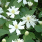 Fargesioides Clematis Vine