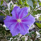 Perle d’Azur Clematis Vine