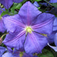Perle d’Azur Clematis Vine