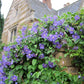 Perle d’Azur Clematis Vine