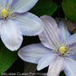Silver Moon Clematis Vine