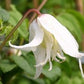 Macropetala White Swan Clematis Vine