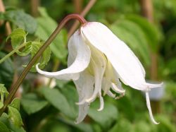 Macropetala White Swan Clematis Vine