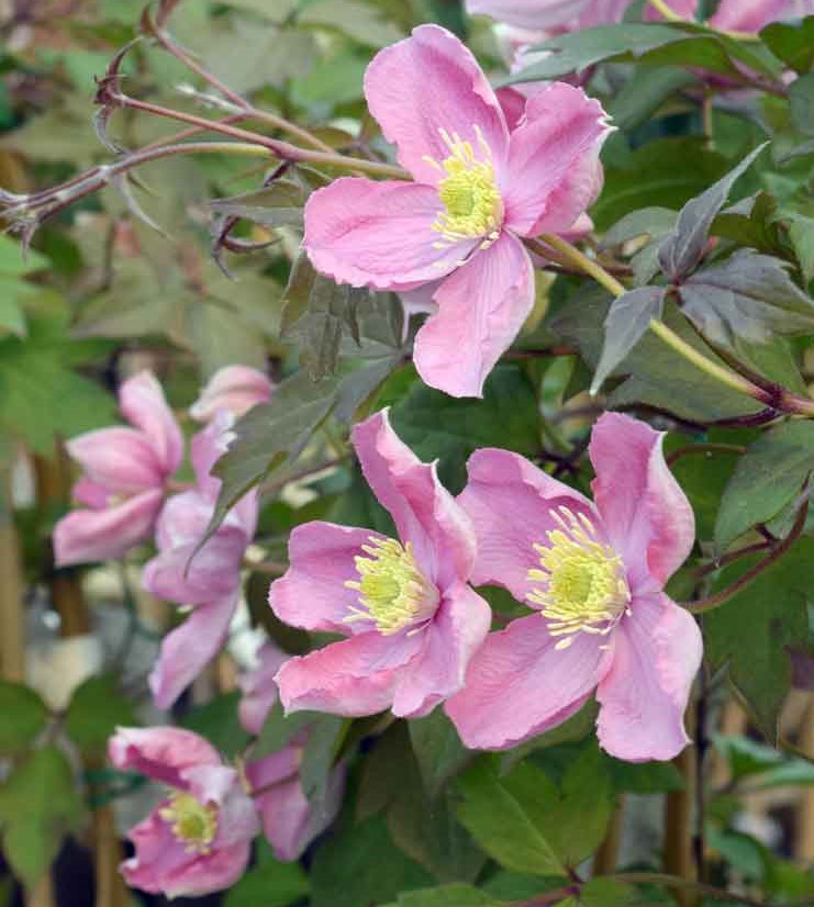 Montana Tetrarose Clematis Vine