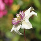 Florida Sieboldi Clematis Vine